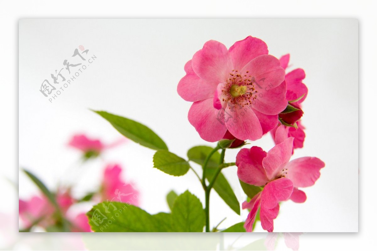 粉红蔷薇图片