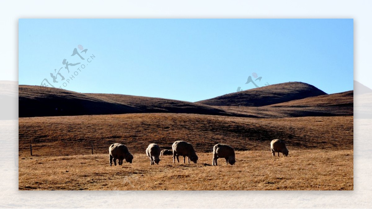 草山羊群图片