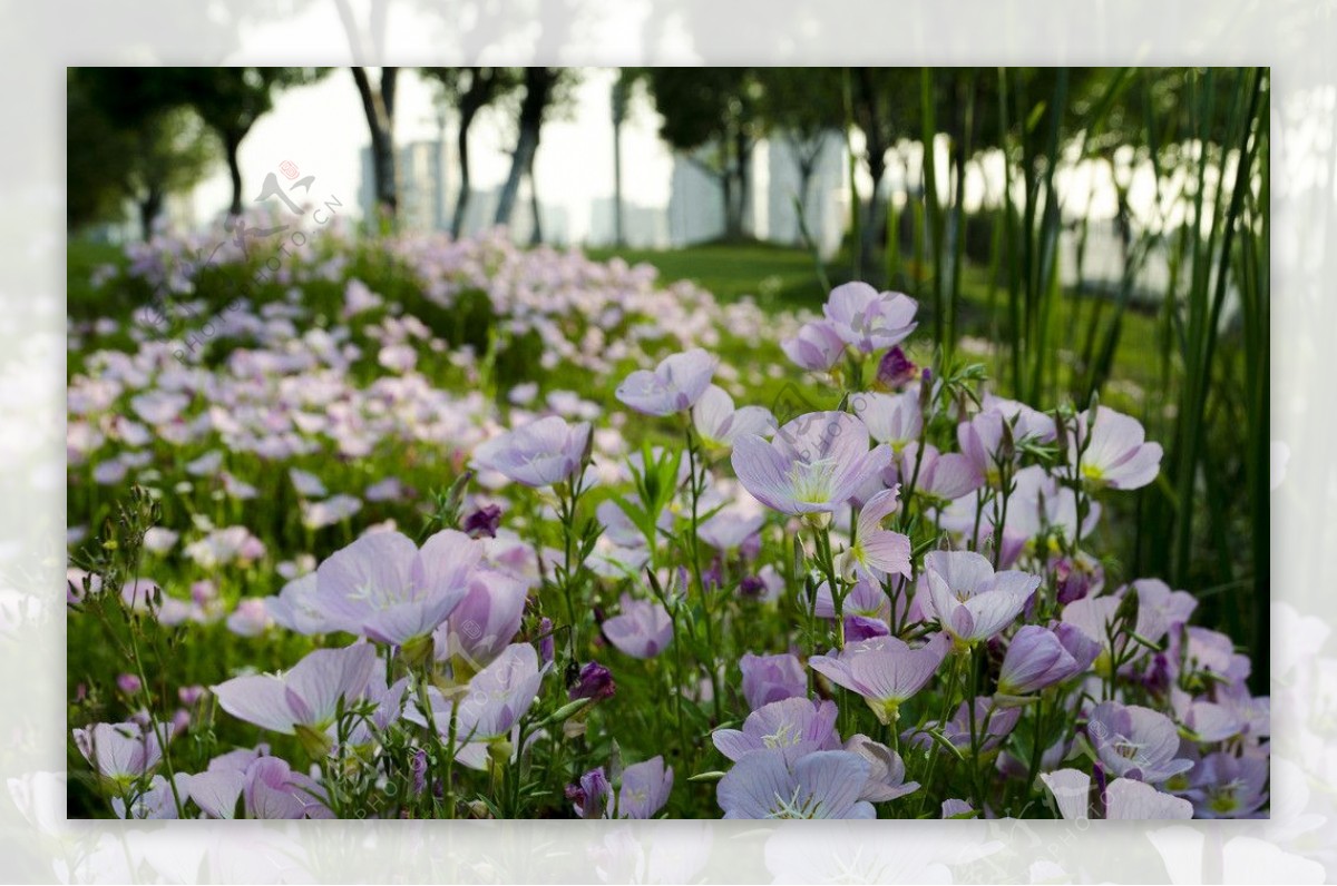 花海图片