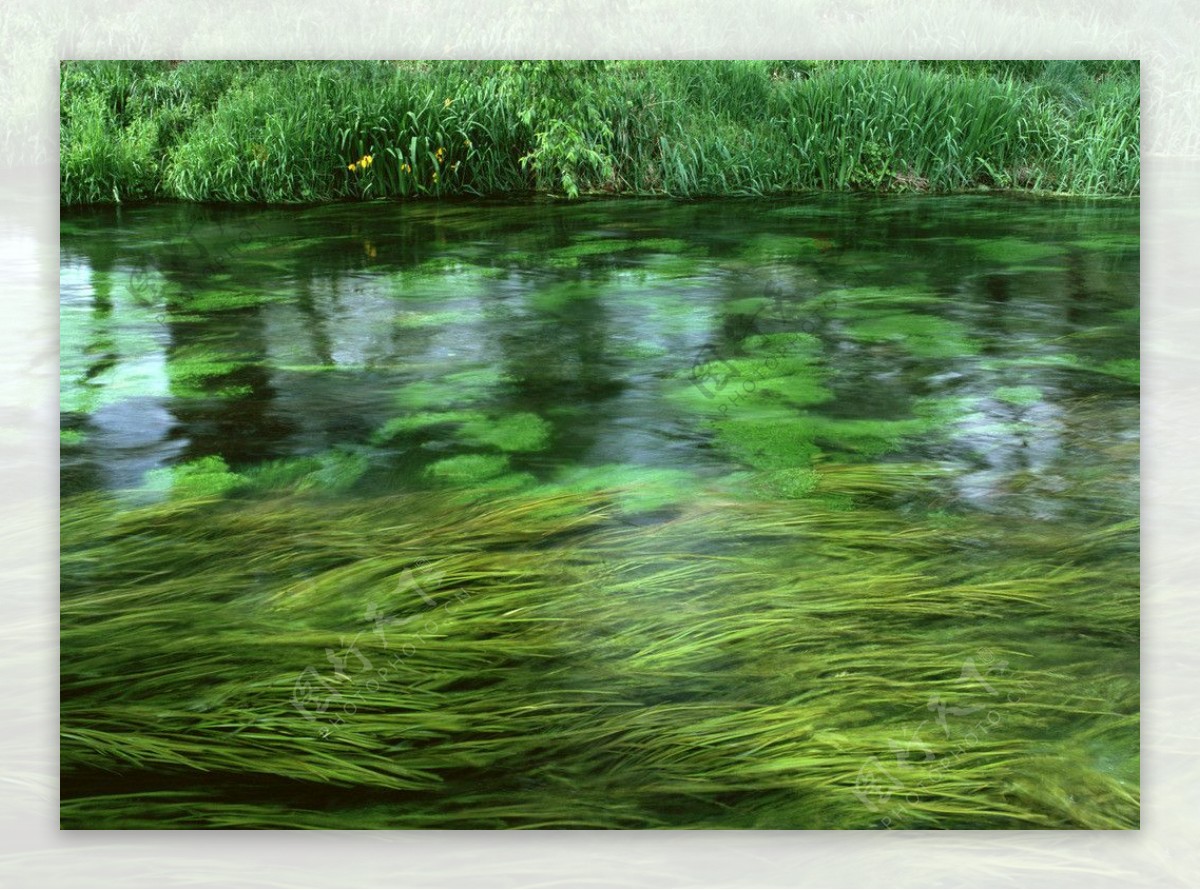 树林中的小河流图片