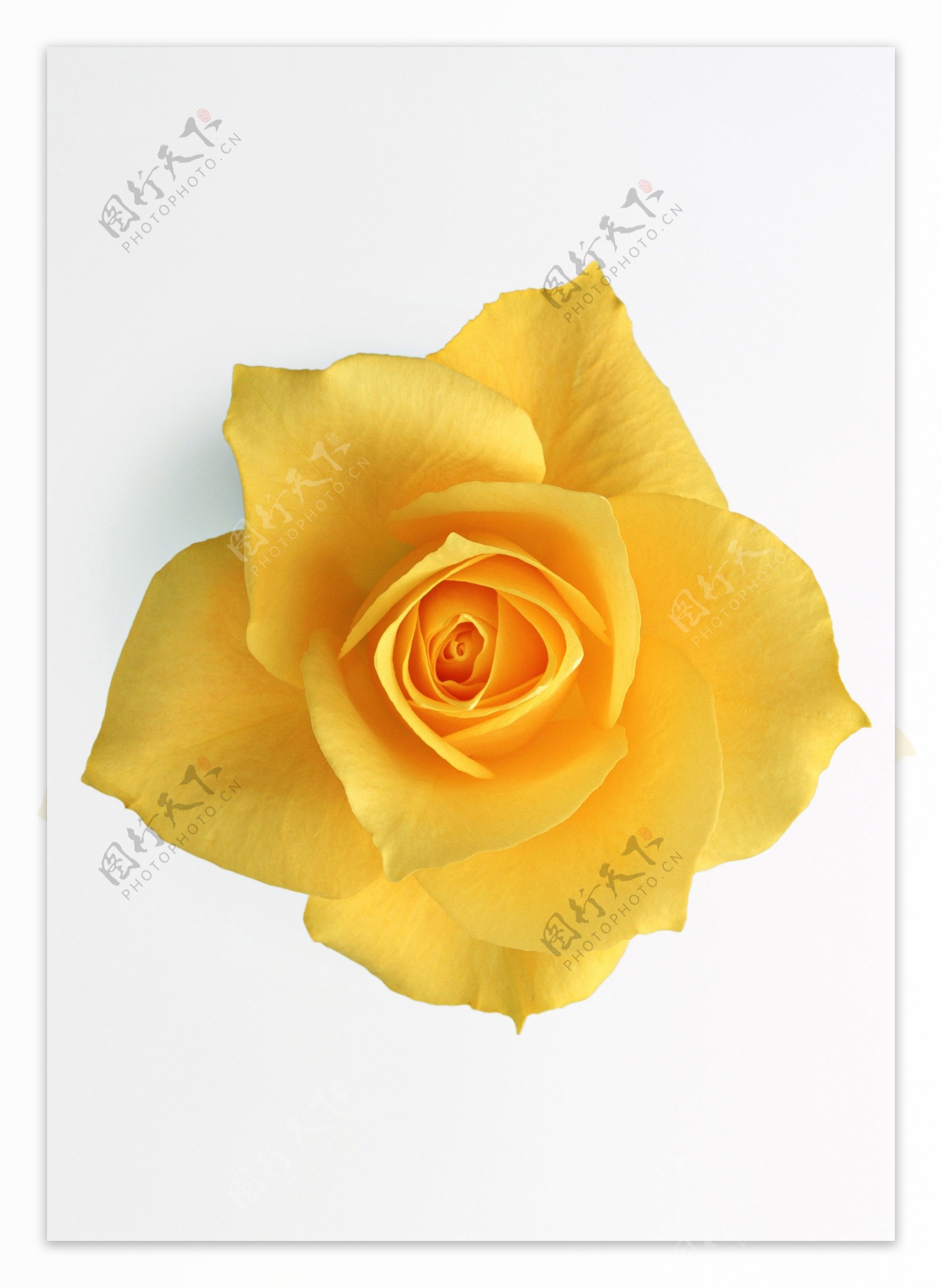 黄玫瑰带抠图路径图片