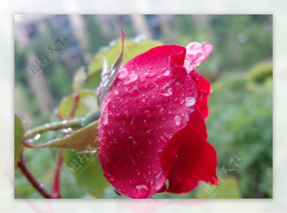 雨后红月季图片