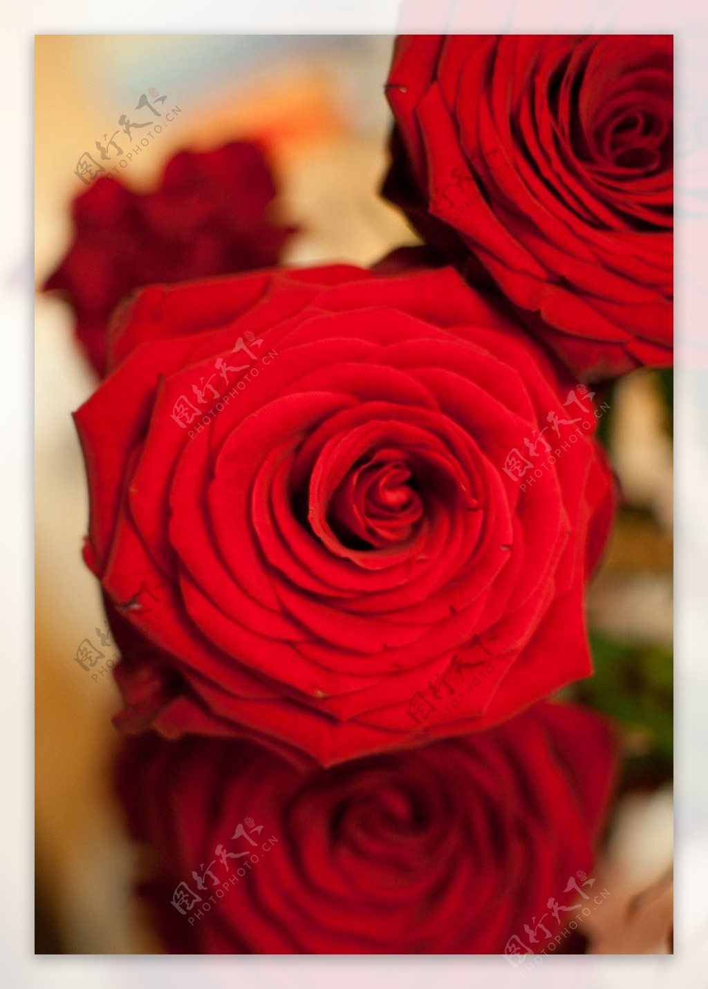 高清玫瑰花图片
