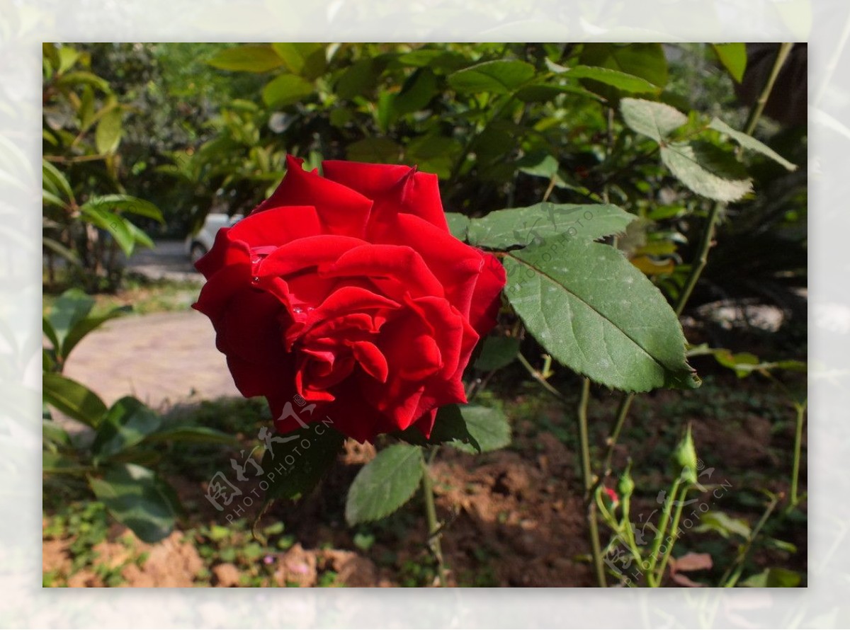 植物花草红玫瑰图片