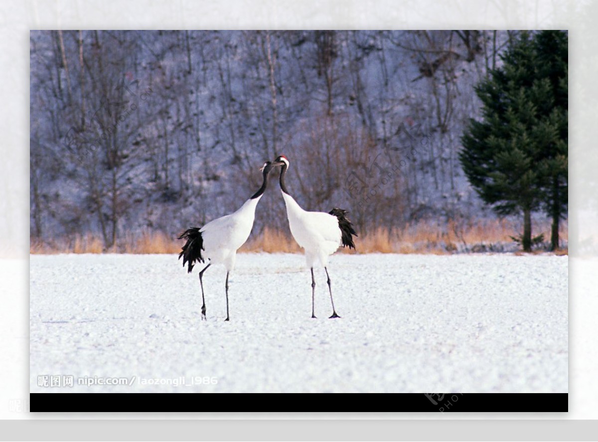 雪上一对丹顶鹤图片