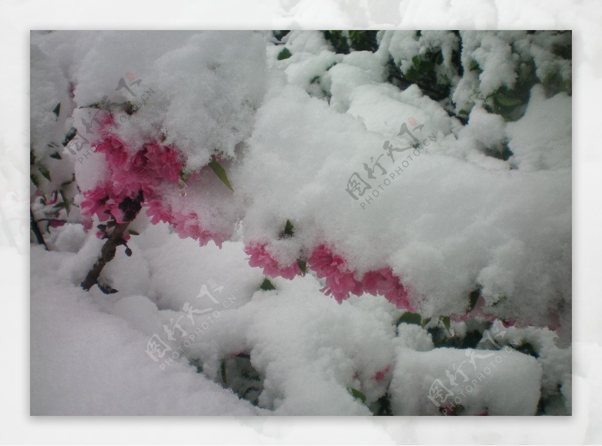白雪下的桃花图片