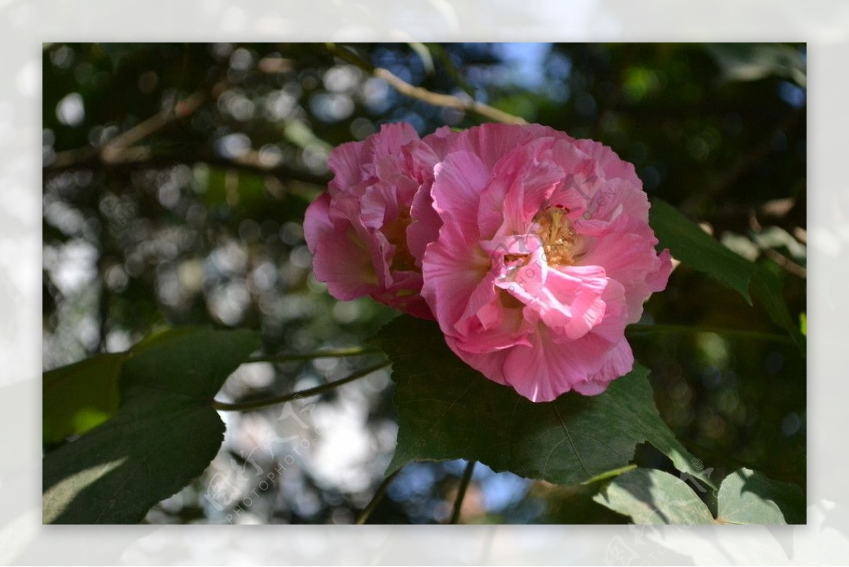 成都市花芙蓉花图片