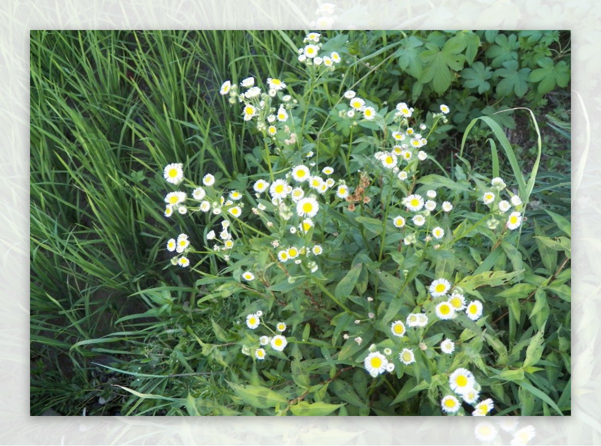 田边花草图片