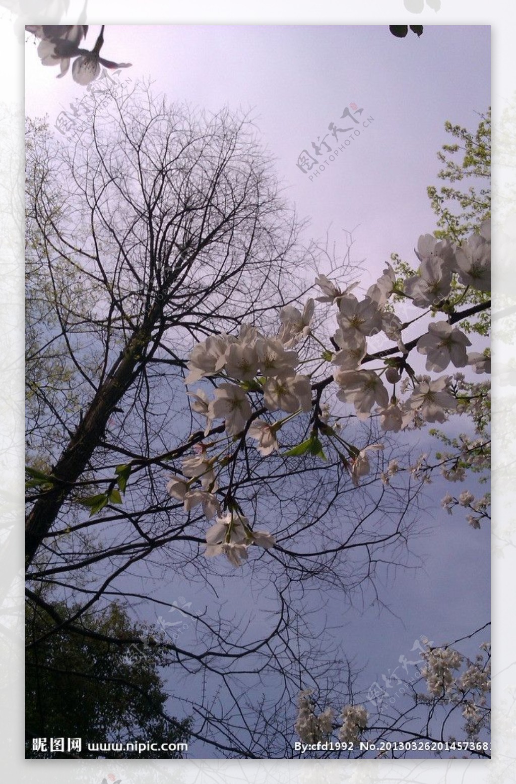 太子湾樱花图片