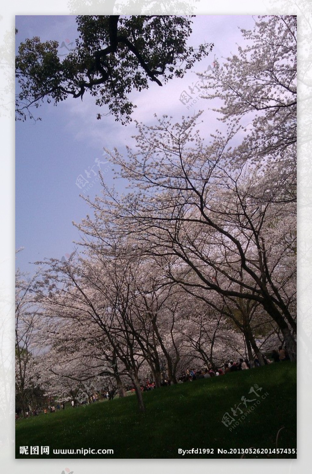 太子湾樱花图片