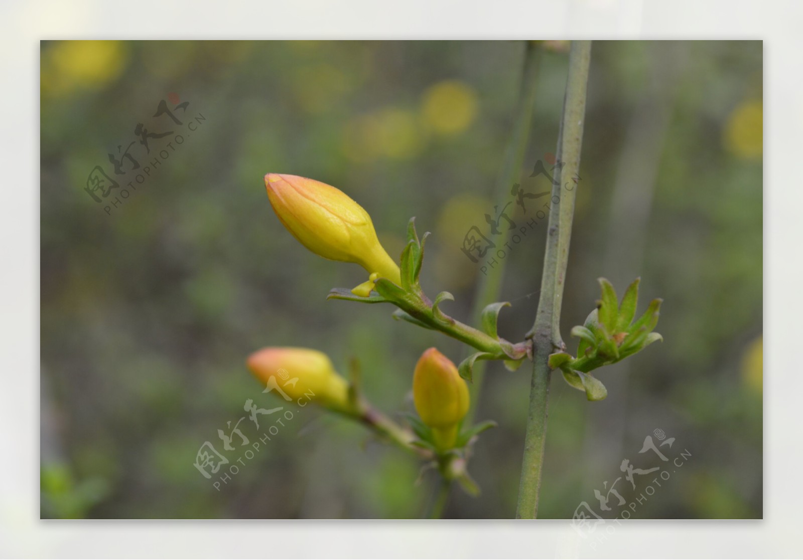 迎春花花蕾图片