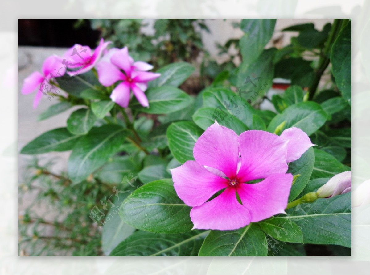 长春花图片