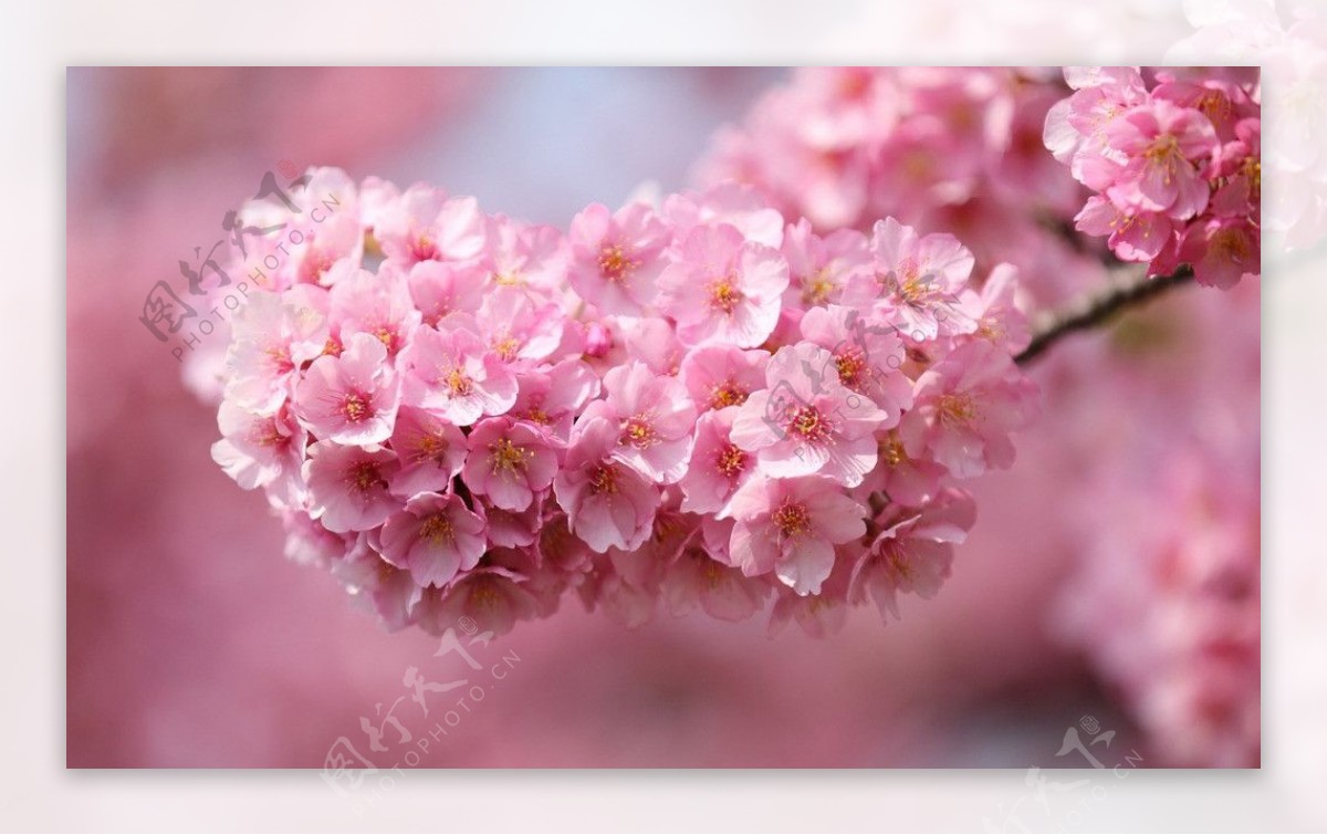日本粉红色樱花图片