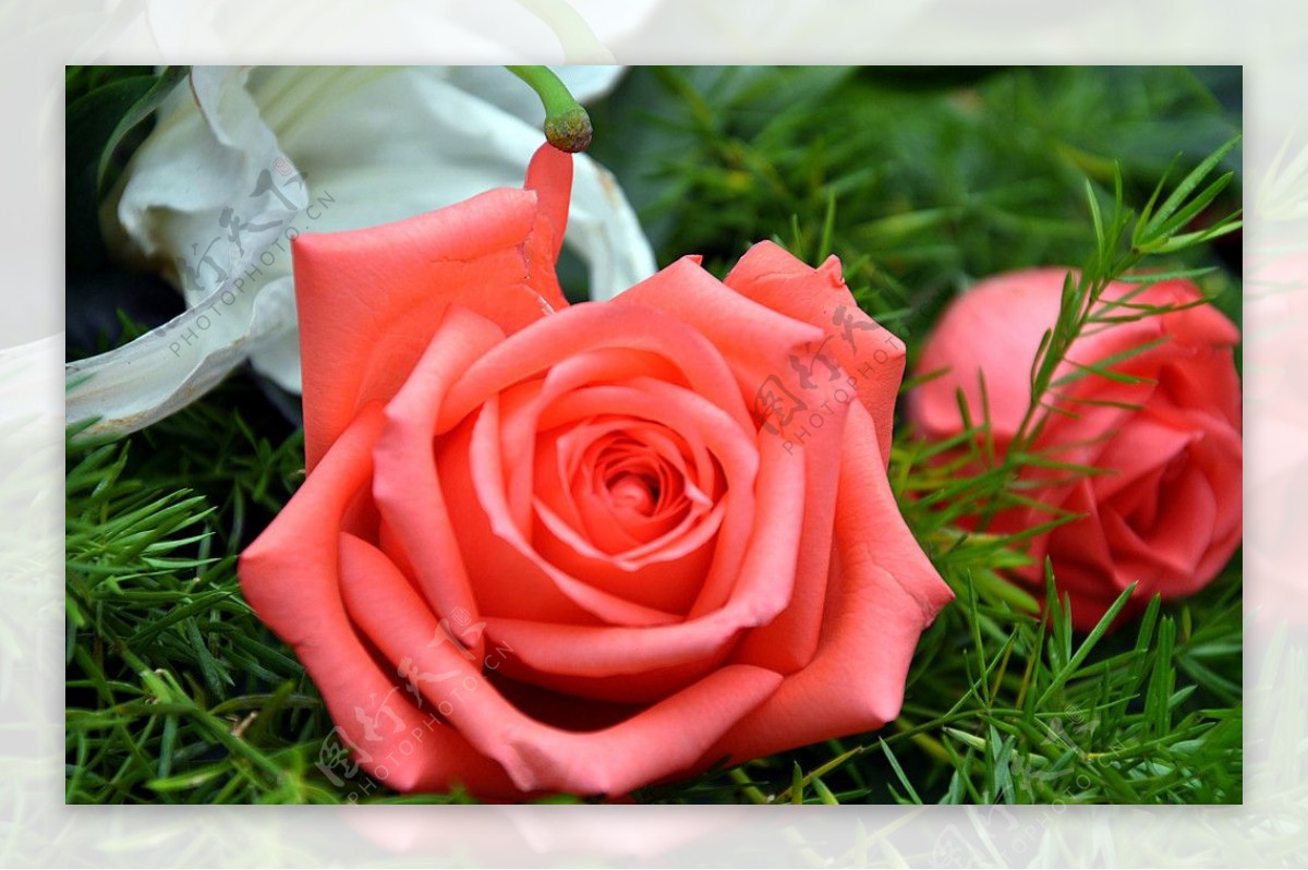 鲜艳粉色玫瑰花图片素材-编号27275205-图行天下