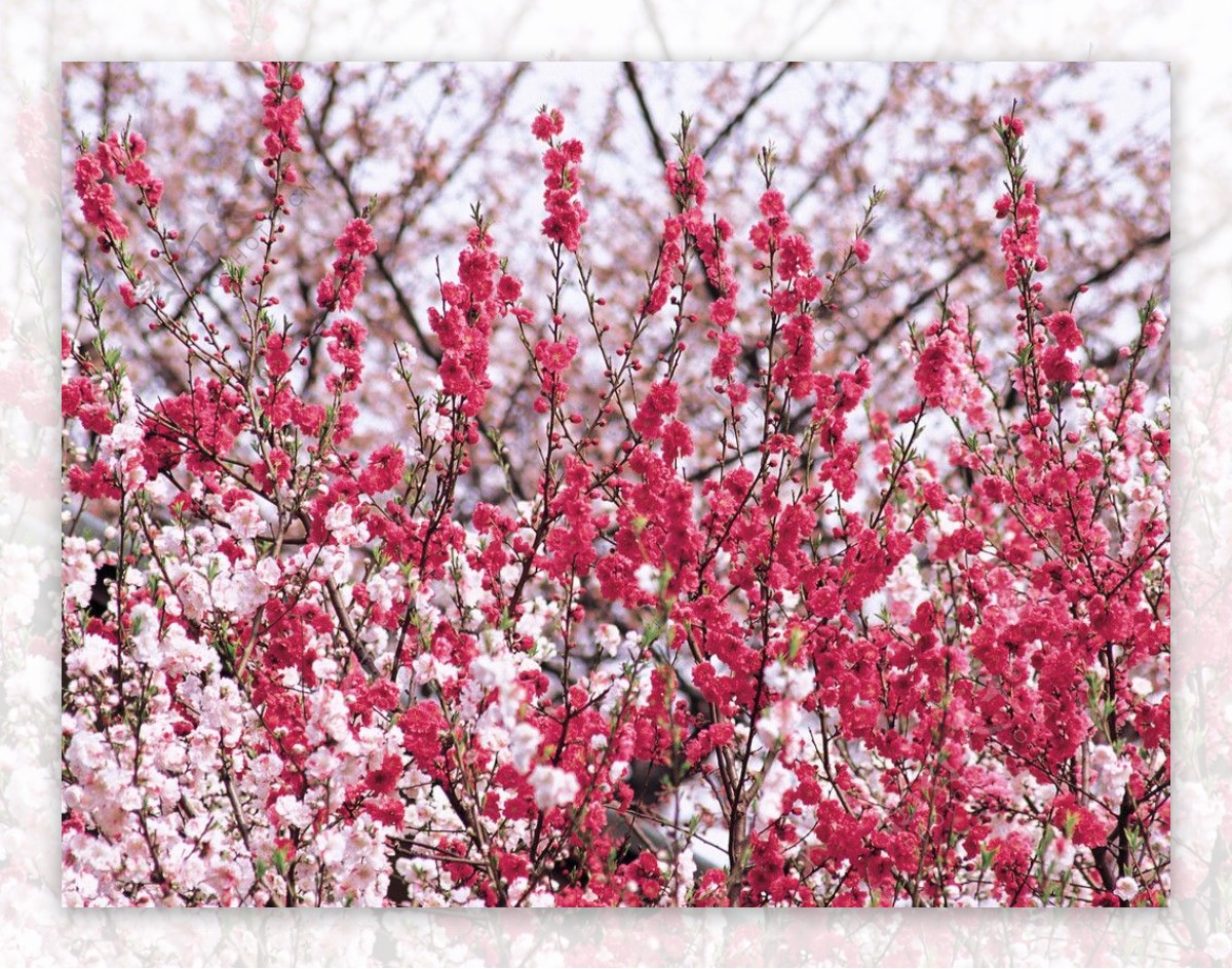 春暖花开图片