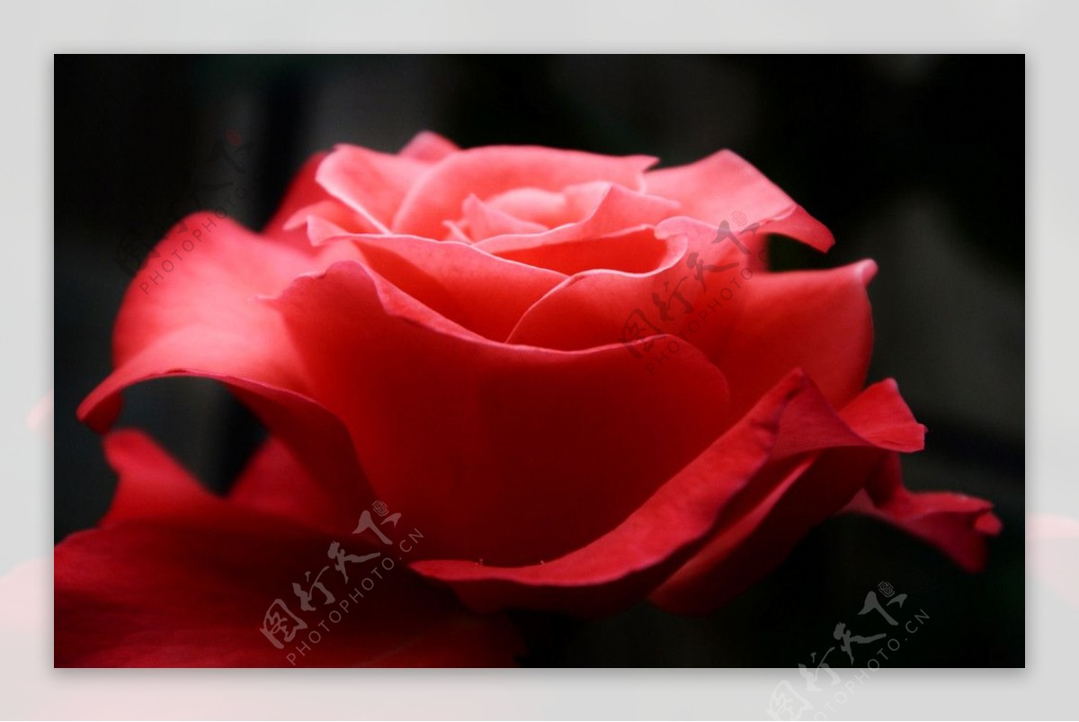 玫瑰花束摄影图高清摄影大图-千库网
