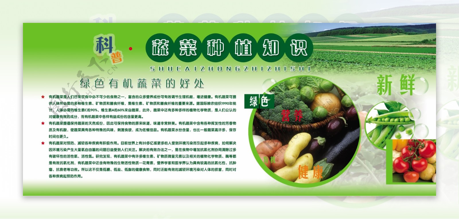科普蔬菜种植知识展板图片