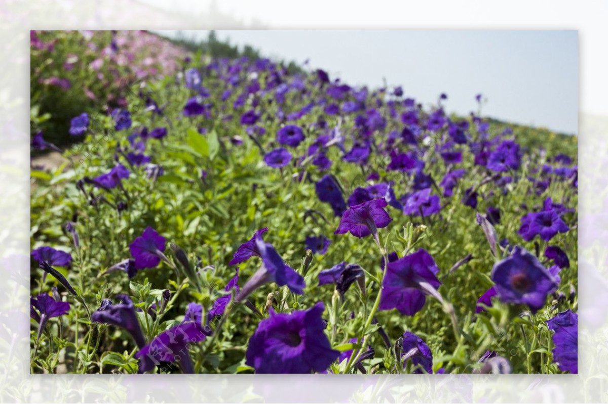 深紫色花朵图片