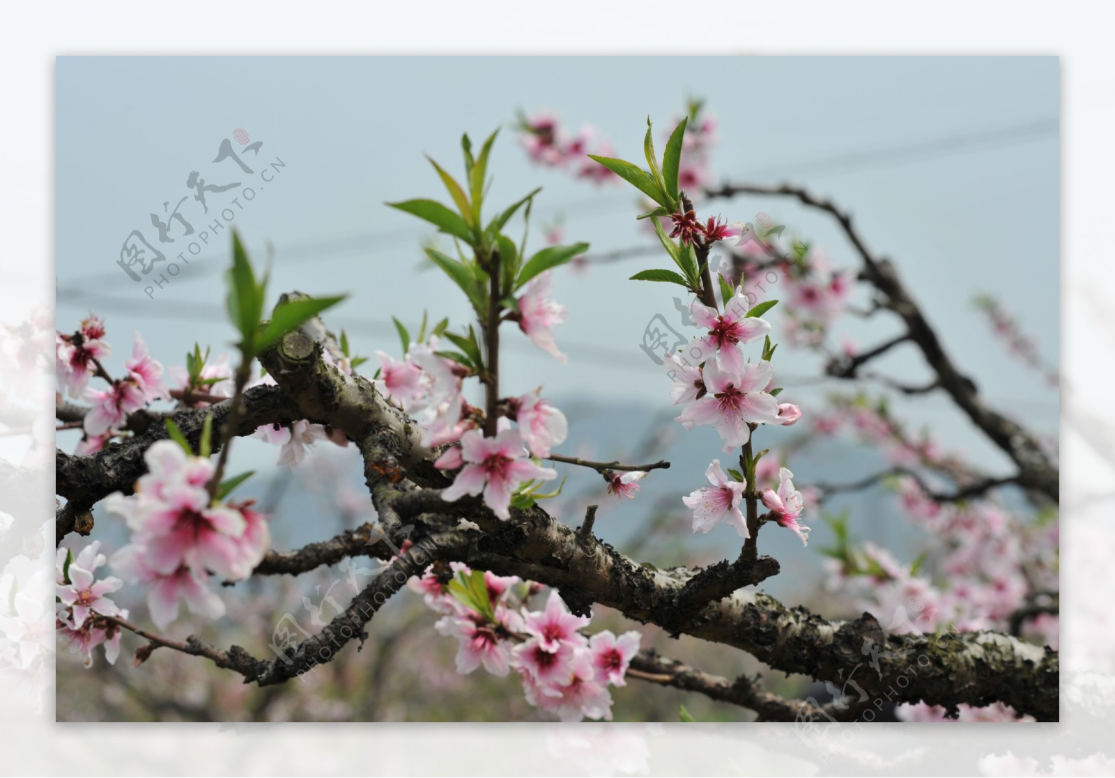 阳山桃花图片