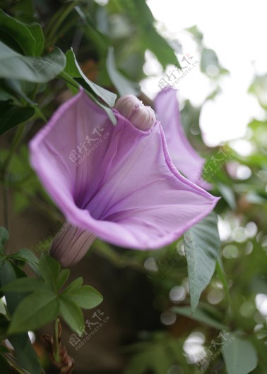 牵牛花图片