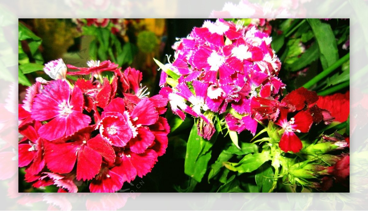 瓜叶菊温馨粉红双图片