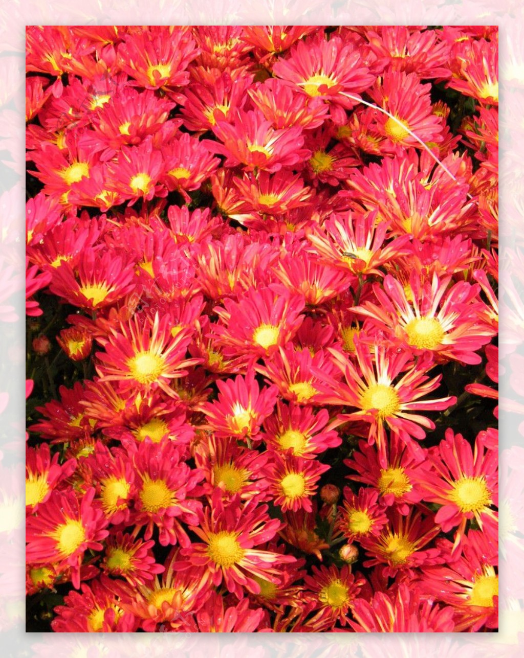 红色小菊花图片