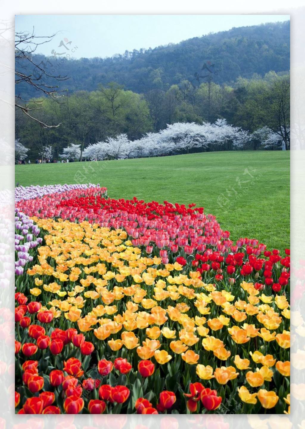 春日杭州太子湾郁金香花海图片