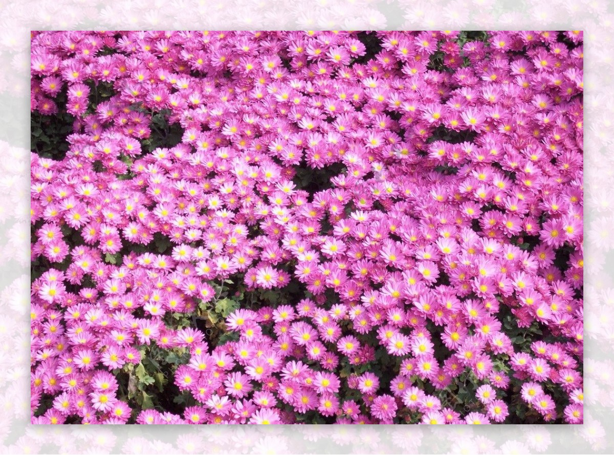 紫菊片片图片