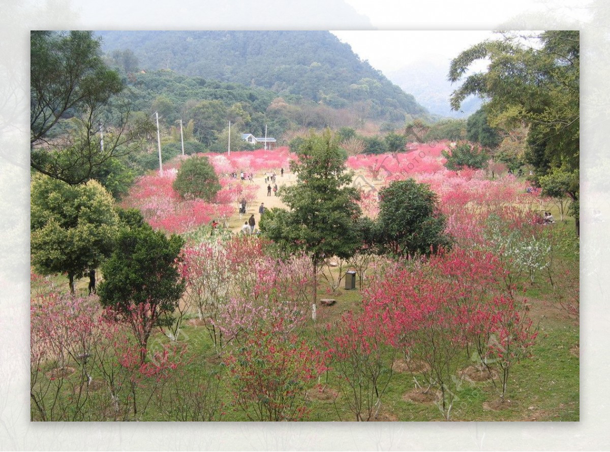 桃花林图片