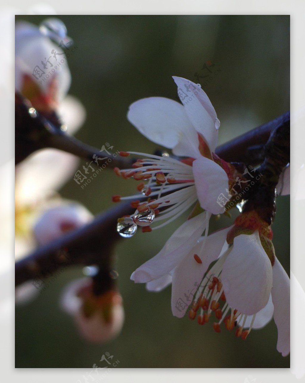 水滴里的桃花图片