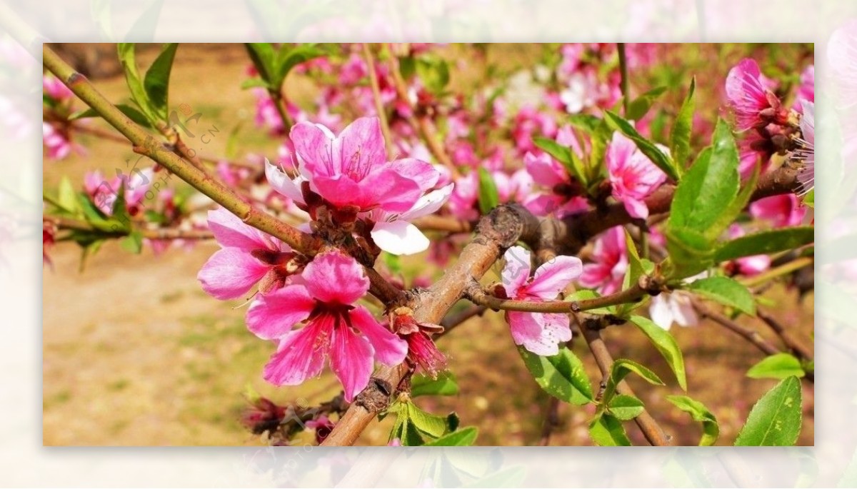 桃花枝头俏图片