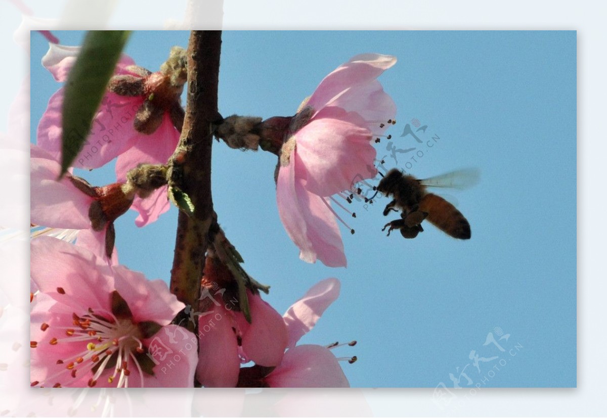 蜜蜂采蜜设计图__海报设计_广告设计_设计图库_昵图网nipic.com