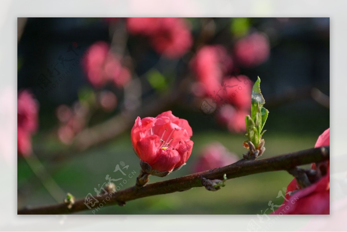 桃花图片