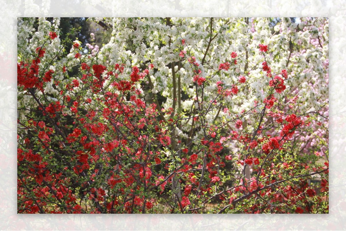 海棠花溪图片