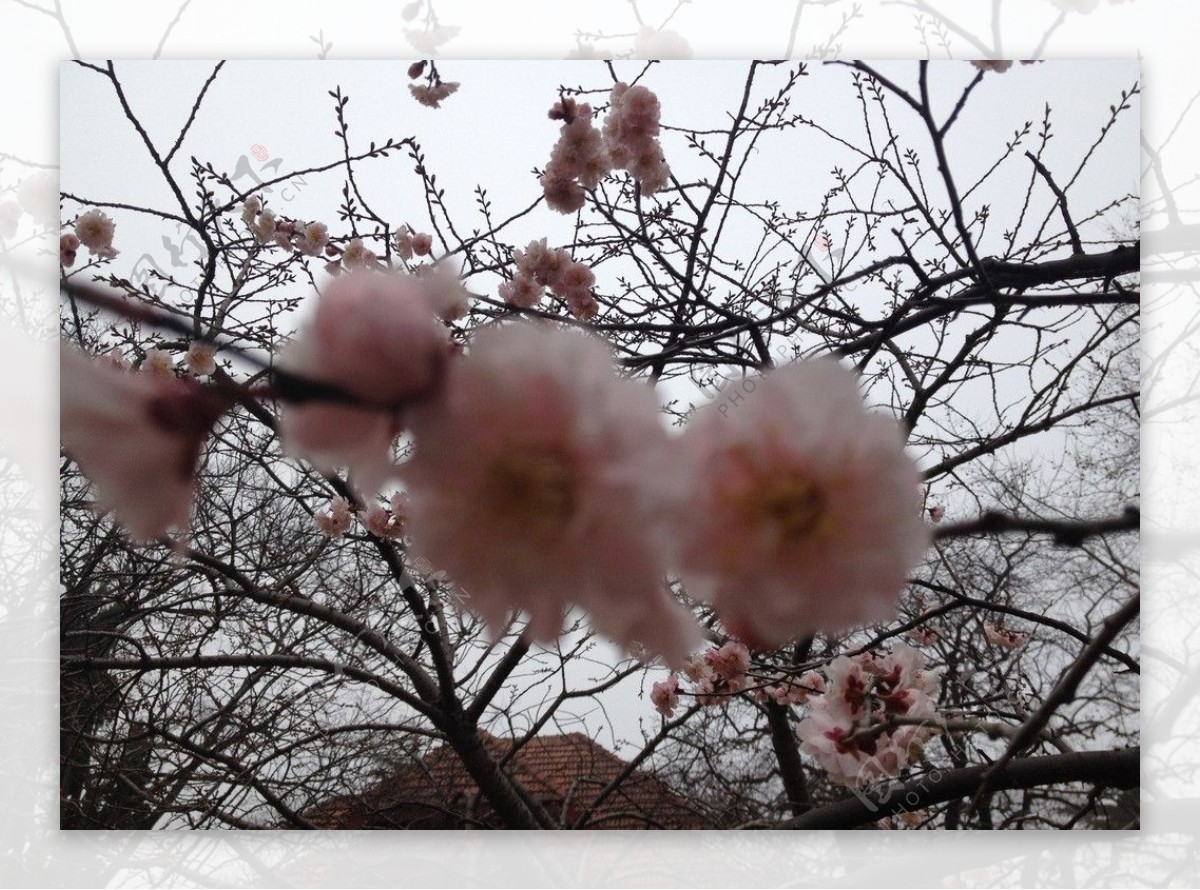 中山公园的樱花图片