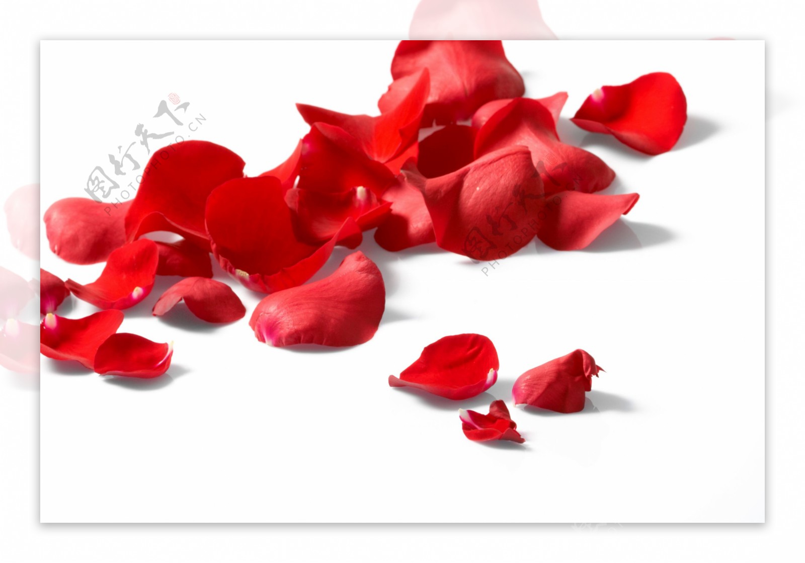 红玫瑰花瓣图片