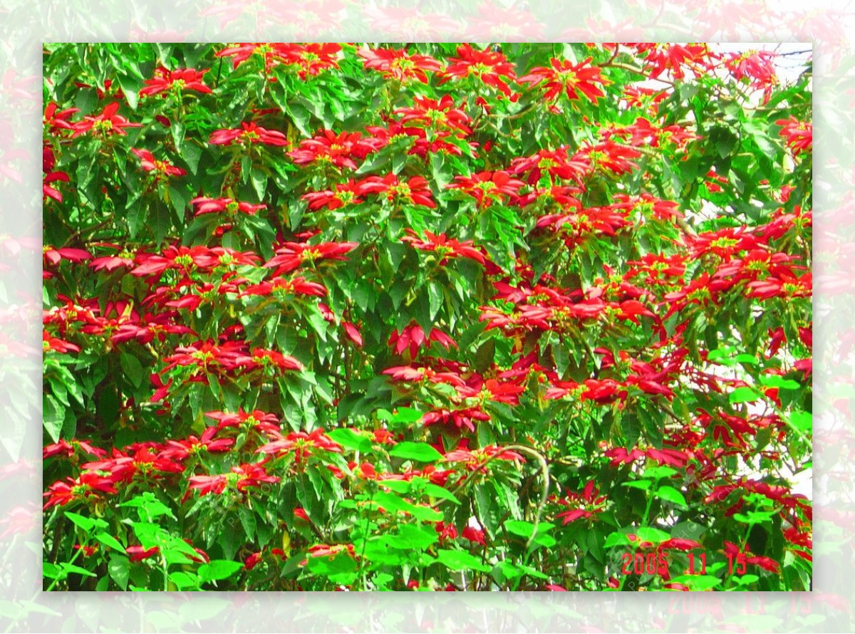 红红的攀枝花图片