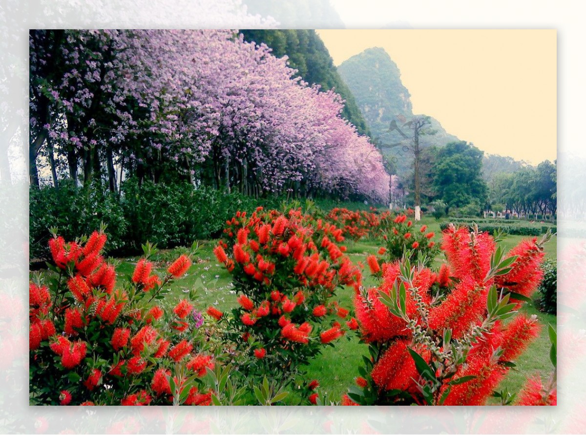 红花银桦图片