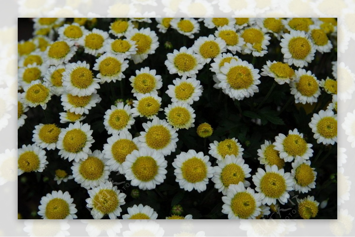 菊花摄影图片
