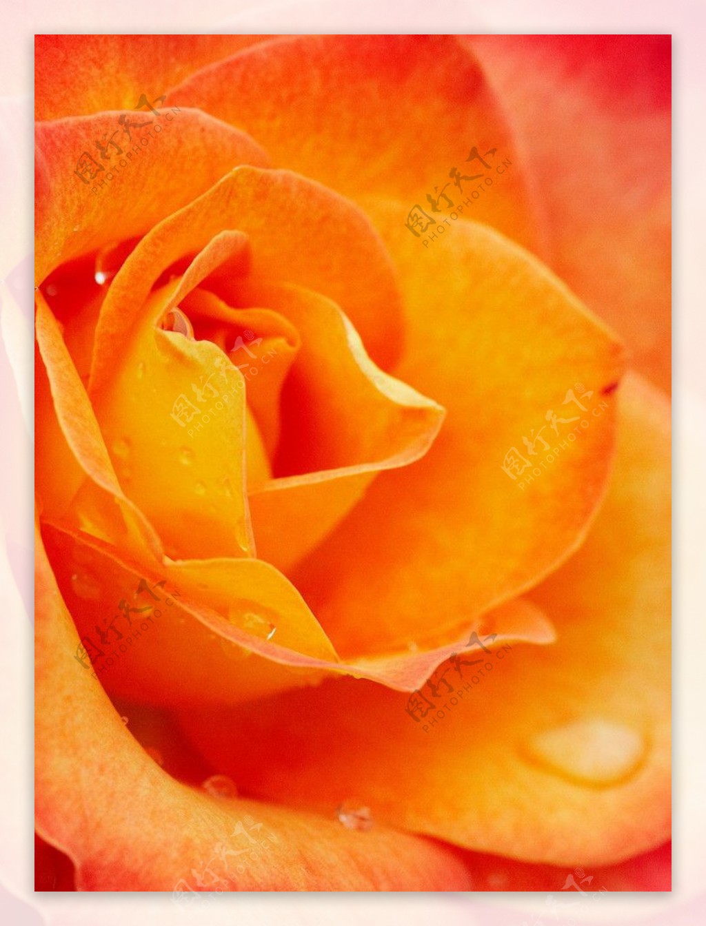 橙红玫瑰特写图片