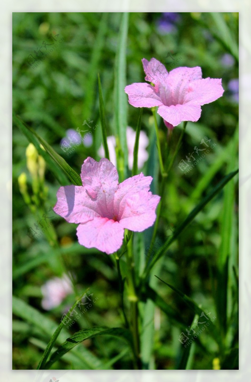 云台花园牵牛花图片