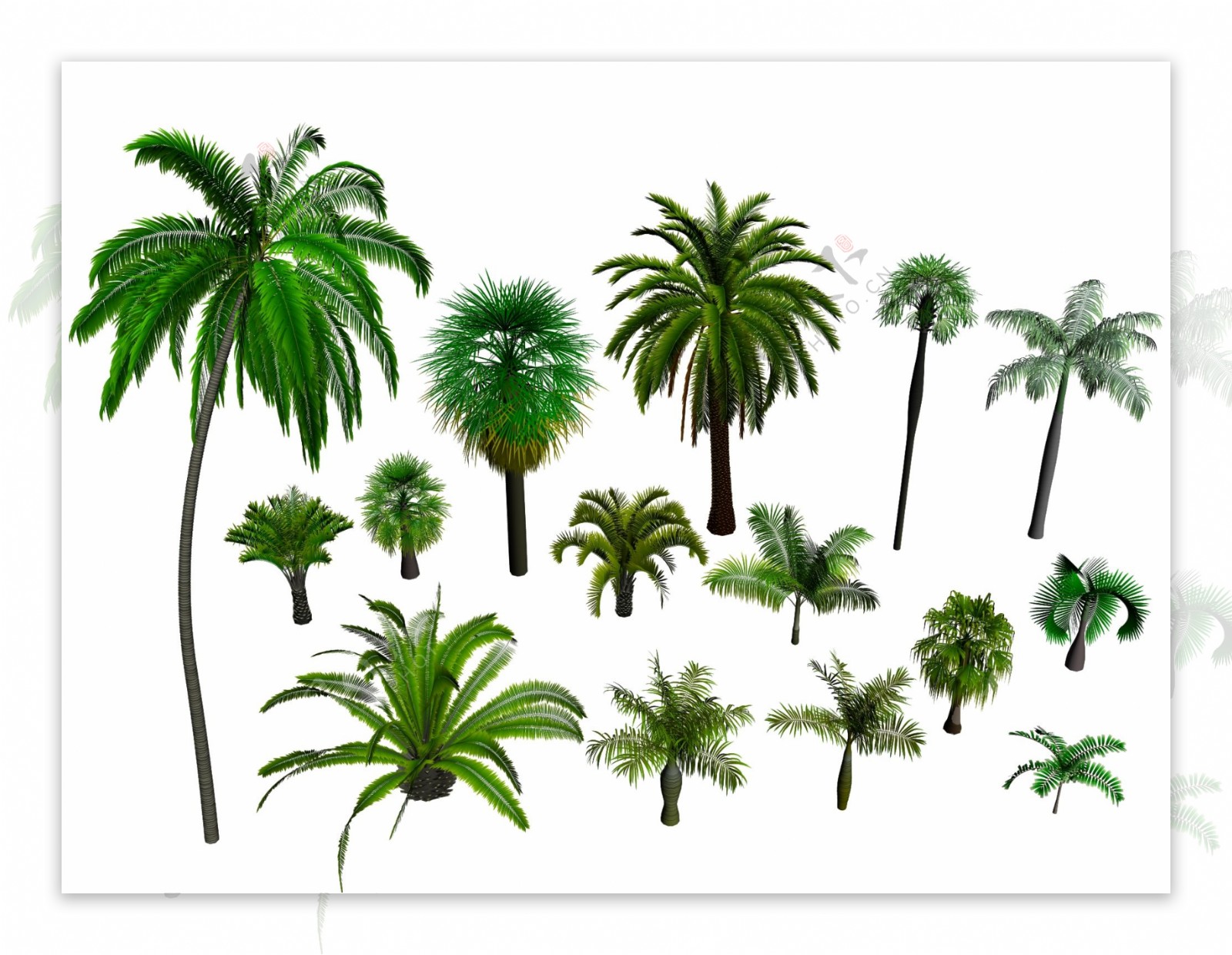 棕榈树集合图片