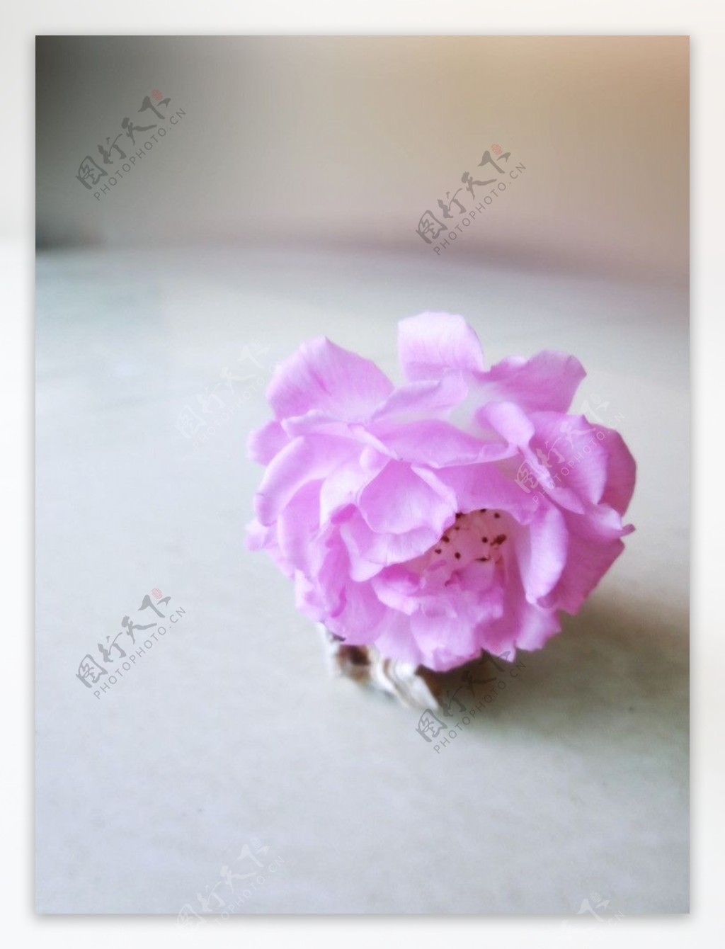 花朵小蔷薇图片