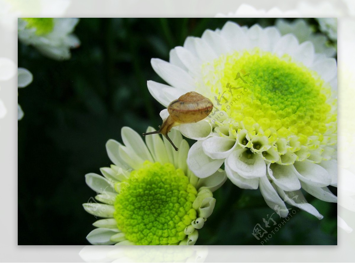 银菊与蜗牛图片