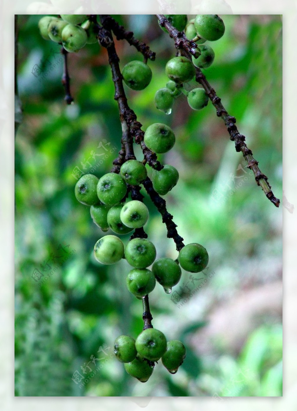 榕属racemosa水果或群图 库存图片. 图片 包括有 生态学, 种子, 长毛, 健康, 绿色, 森林 - 210223295