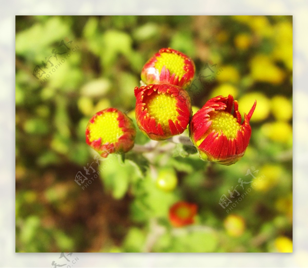 红菊花花蕾图片