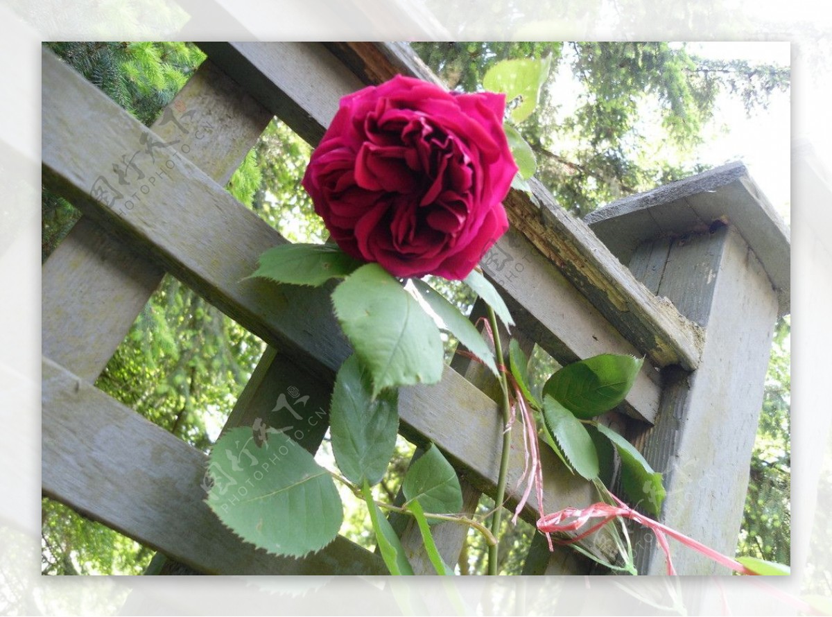 深红色玫瑰花图片
