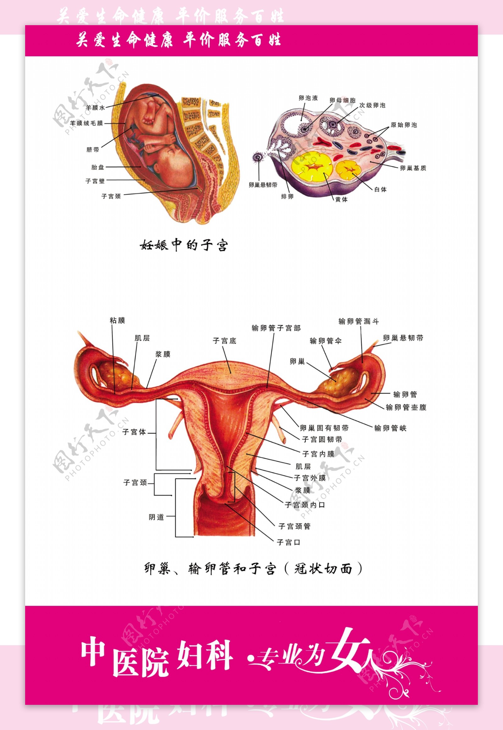 妇科展板图片