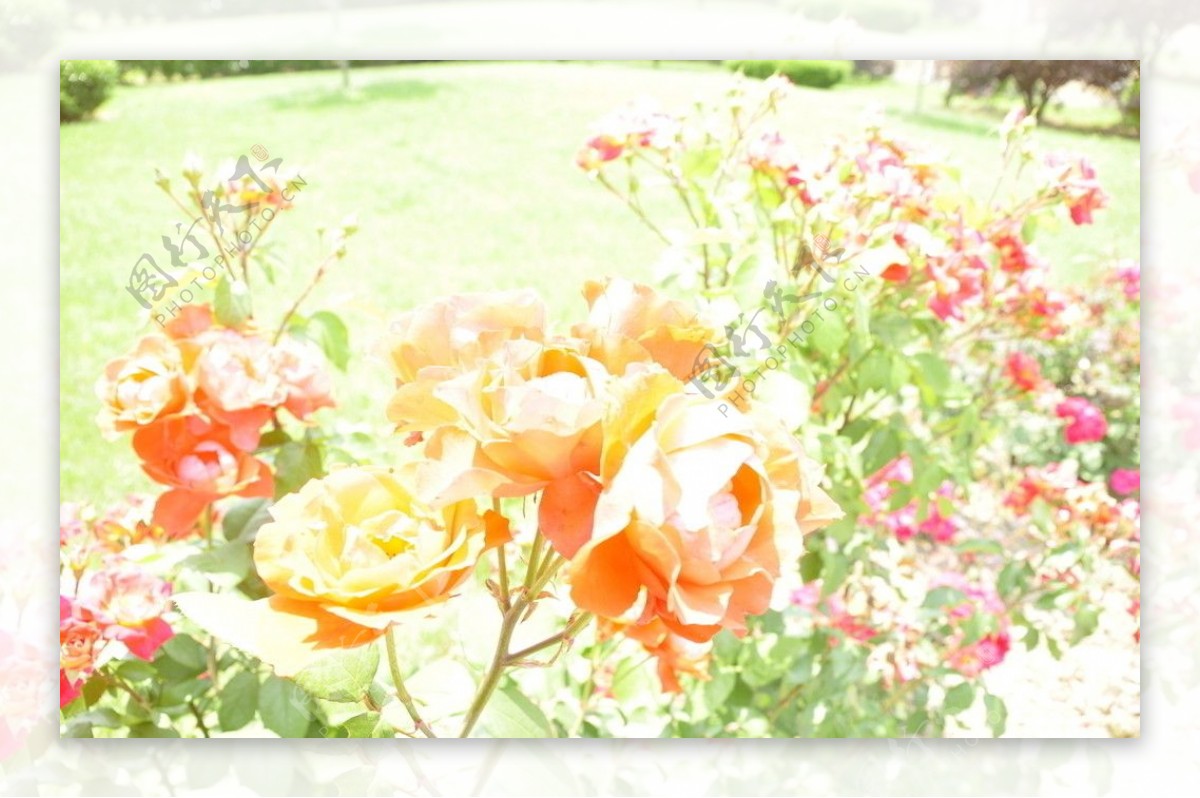 玫瑰与月季花图片