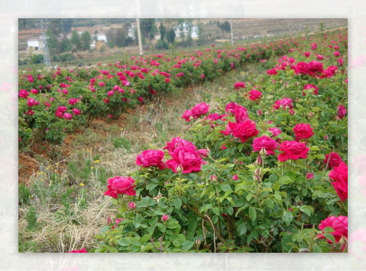 玫瑰花田图片